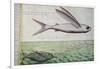 Flying Fish and Tuna Chasing Flying Fish-null-Framed Premium Giclee Print