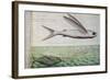 Flying Fish and Tuna Chasing Flying Fish-null-Framed Giclee Print