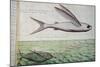 Flying Fish and Tuna Chasing Flying Fish-null-Mounted Giclee Print