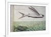 Flying Fish and Tuna Chasing Flying Fish-null-Framed Giclee Print