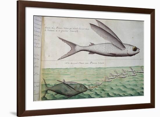 Flying Fish and Tuna Chasing Flying Fish-null-Framed Giclee Print