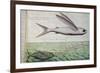 Flying Fish and Tuna Chasing Flying Fish-null-Framed Giclee Print