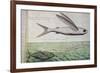 Flying Fish and Tuna Chasing Flying Fish-null-Framed Giclee Print