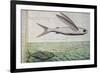 Flying Fish and Tuna Chasing Flying Fish-null-Framed Giclee Print