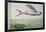 Flying Fish and Tuna Chasing Flying Fish-null-Framed Giclee Print