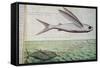 Flying Fish and Tuna Chasing Flying Fish-null-Framed Stretched Canvas