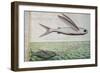 Flying Fish and Tuna Chasing Flying Fish-null-Framed Giclee Print