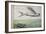 Flying Fish and Tuna Chasing Flying Fish-null-Framed Giclee Print