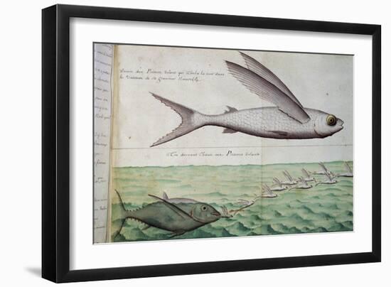 Flying Fish and Tuna Chasing Flying Fish-null-Framed Giclee Print