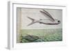 Flying Fish and Tuna Chasing Flying Fish-null-Framed Giclee Print