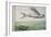 Flying Fish and Tuna Chasing Flying Fish-null-Framed Giclee Print