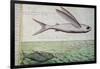 Flying Fish and Tuna Chasing Flying Fish-null-Framed Giclee Print