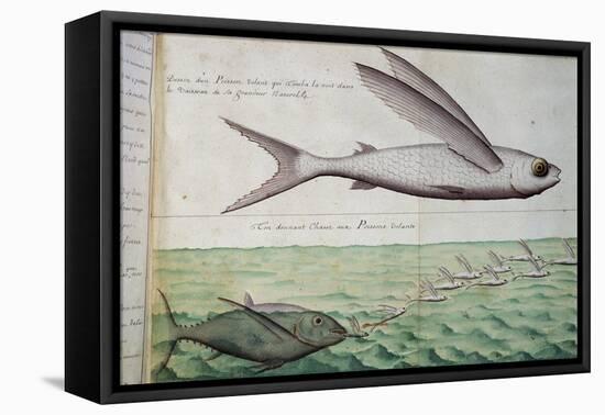 Flying Fish and Tuna Chasing Flying Fish-null-Framed Stretched Canvas