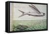 Flying Fish and Tuna Chasing Flying Fish-null-Framed Stretched Canvas