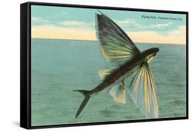 Flying Fish, Catalina, California-null-Framed Stretched Canvas