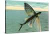 Flying Fish, Catalina, California-null-Stretched Canvas