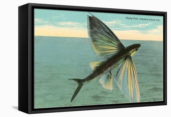 Flying Fish, Catalina, California-null-Framed Stretched Canvas