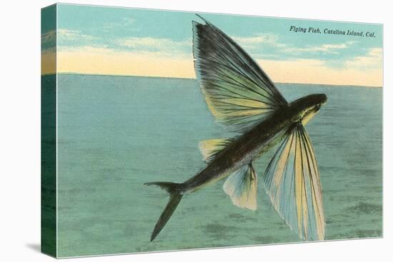 Flying Fish, Catalina, California-null-Stretched Canvas
