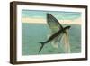 Flying Fish, Catalina, California-null-Framed Art Print