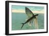 Flying Fish, Catalina, California-null-Framed Art Print