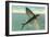 Flying Fish, Catalina, California-null-Framed Art Print