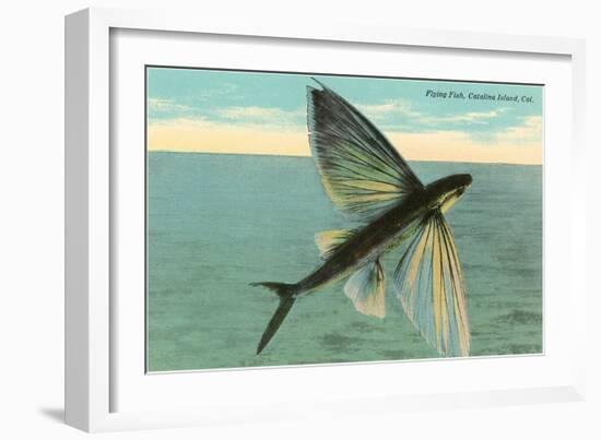 Flying Fish, Catalina, California-null-Framed Art Print