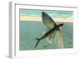Flying Fish, Catalina, California-null-Framed Art Print