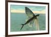 Flying Fish, Catalina, California-null-Framed Premium Giclee Print