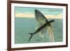 Flying Fish, Catalina, California-null-Framed Art Print