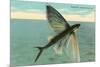 Flying Fish, Catalina, California-null-Mounted Art Print