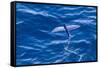 Flying Fish from the Family Exocoetidae Taking Flight Near White Island-Michael Nolan-Framed Stretched Canvas