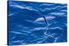 Flying Fish from the Family Exocoetidae Taking Flight Near White Island-Michael Nolan-Stretched Canvas