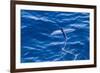 Flying Fish from the Family Exocoetidae Taking Flight Near White Island-Michael Nolan-Framed Photographic Print