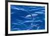 Flying Fish from the Family Exocoetidae Taking Flight Near White Island-Michael Nolan-Framed Photographic Print