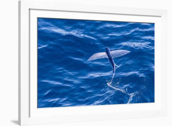 Flying Fish from the Family Exocoetidae Taking Flight Near White Island-Michael Nolan-Framed Photographic Print