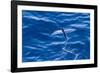 Flying Fish from the Family Exocoetidae Taking Flight Near White Island-Michael Nolan-Framed Photographic Print