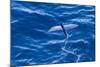 Flying Fish from the Family Exocoetidae Taking Flight Near White Island-Michael Nolan-Mounted Photographic Print