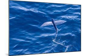 Flying Fish from the Family Exocoetidae Taking Flight Near White Island-Michael Nolan-Mounted Photographic Print