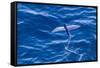 Flying Fish from the Family Exocoetidae Taking Flight Near White Island-Michael Nolan-Framed Stretched Canvas