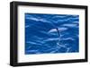 Flying Fish from the Family Exocoetidae Taking Flight Near White Island-Michael Nolan-Framed Photographic Print