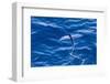 Flying Fish from the Family Exocoetidae Taking Flight Near White Island-Michael Nolan-Framed Photographic Print