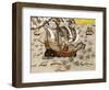 Flying Fish Meet in the Torrid Zone, from "Americae Tertia Pars..."-Theodor de Bry-Framed Giclee Print