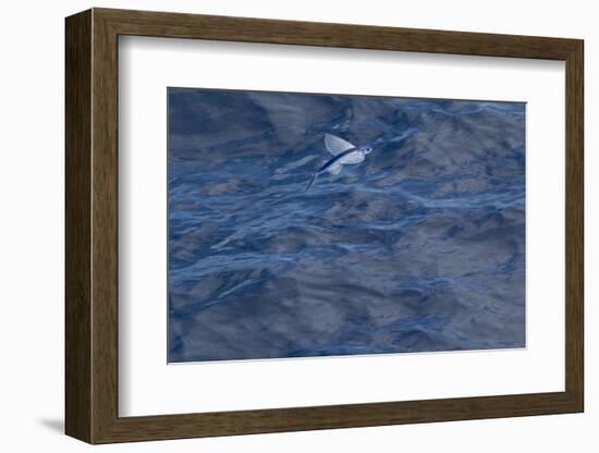 Flying Fish (Probably Cypselurus Lineatus) In Flight Above The Water-Brent Stephenson-Framed Photographic Print