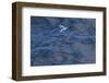 Flying Fish (Probably Cypselurus Lineatus) In Flight Above The Water-Brent Stephenson-Framed Photographic Print