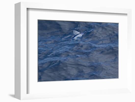 Flying Fish (Probably Cypselurus Lineatus) In Flight Above The Water-Brent Stephenson-Framed Photographic Print