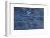 Flying Fish (Probably Cypselurus Lineatus) In Flight Above The Water-Brent Stephenson-Framed Photographic Print
