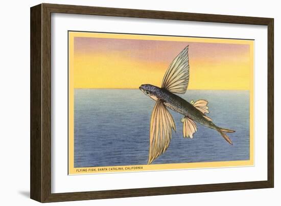 Flying Fish, Santa Catalina, California-null-Framed Art Print