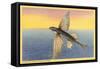 Flying Fish, Santa Catalina, California-null-Framed Stretched Canvas
