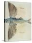 Flying-Fish-John White-Stretched Canvas