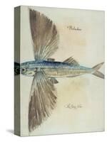 Flying-Fish-John White-Stretched Canvas